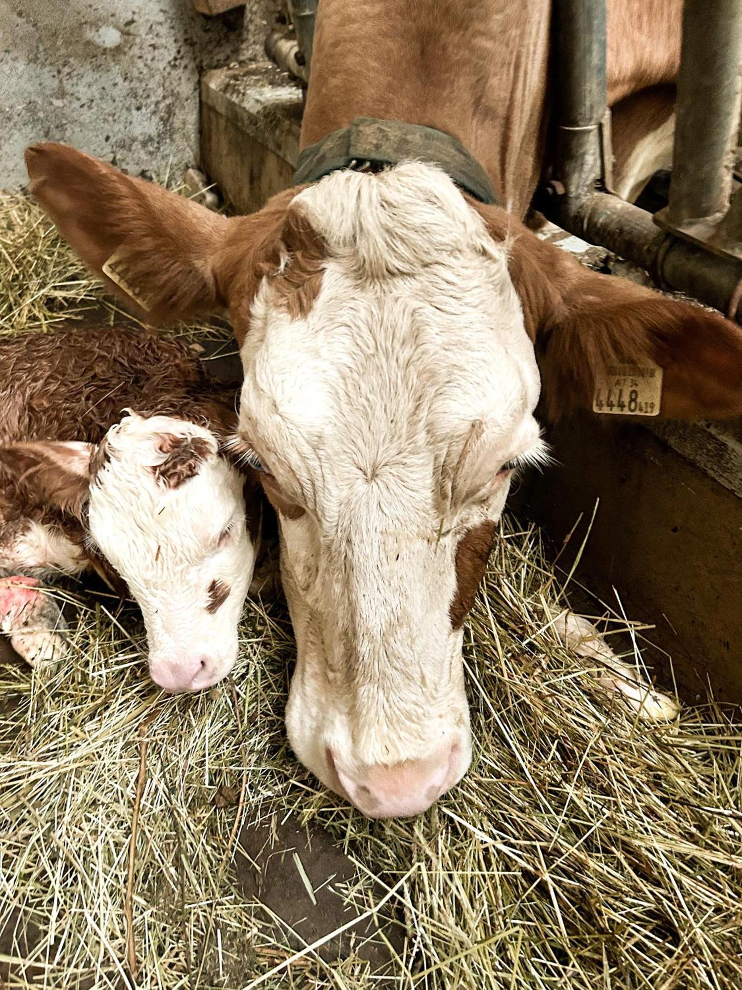 Im Ramsen - Familie Baier Lägenhet Saint Wolfgang Exteriör bild